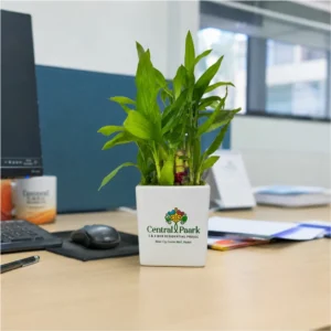 Custom Square Ceramic Planter with Logo | Corporate Gift Pot