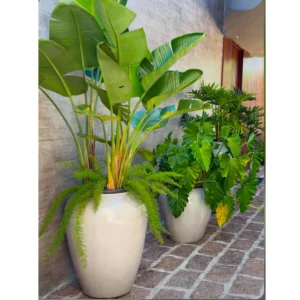 Ivory Monarch Tropical Planter Set