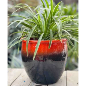 High Gloss Orange & Black Ceramic Planter