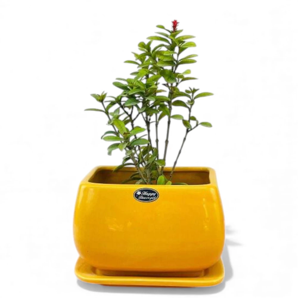 Sunshine Yellow Rectangular Ceramic Planter