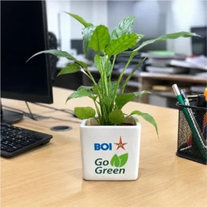 Bank of India Square Pot for Desk & Gifting