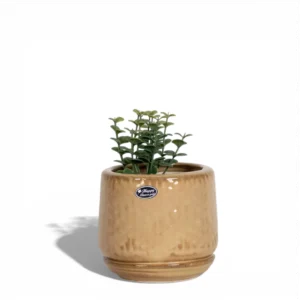 Sandstone Glaze Ceramic Planter