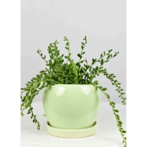 Mint Dew Ceramic Planter with Saucer
