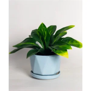 Sky Mist Ceramic Planter with Saucer