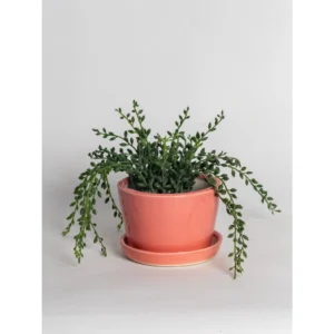 Coral Glow Ceramic Planter with Saucer