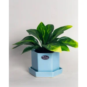 Nordic Sky Hexa Ceramic Planter with Saucer – Sky Blue