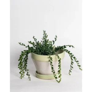 Nordic Sage Ceramic Planter with Saucer – Ivory & Sage Green