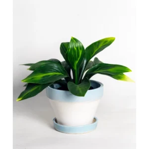 Nordic Breeze Ceramic Planter with Saucer – White & Sky Blue